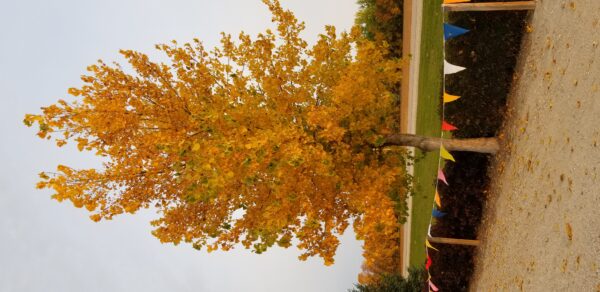 Siouxland Cottonwood Established Fall Colour