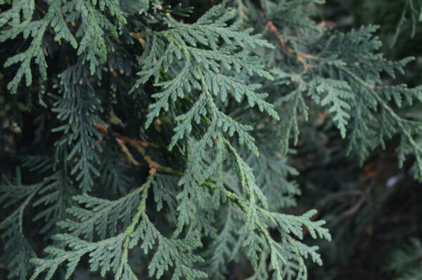Skybound Cedar (foliage)