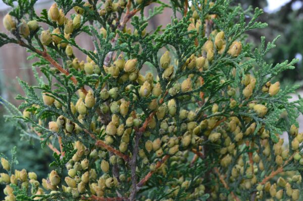 Skybound Cedar (green Seeds)