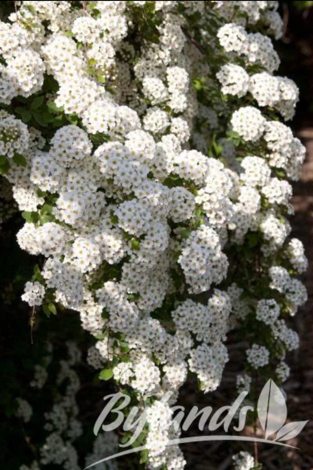 Spirea Bridal Wreath Bylands
