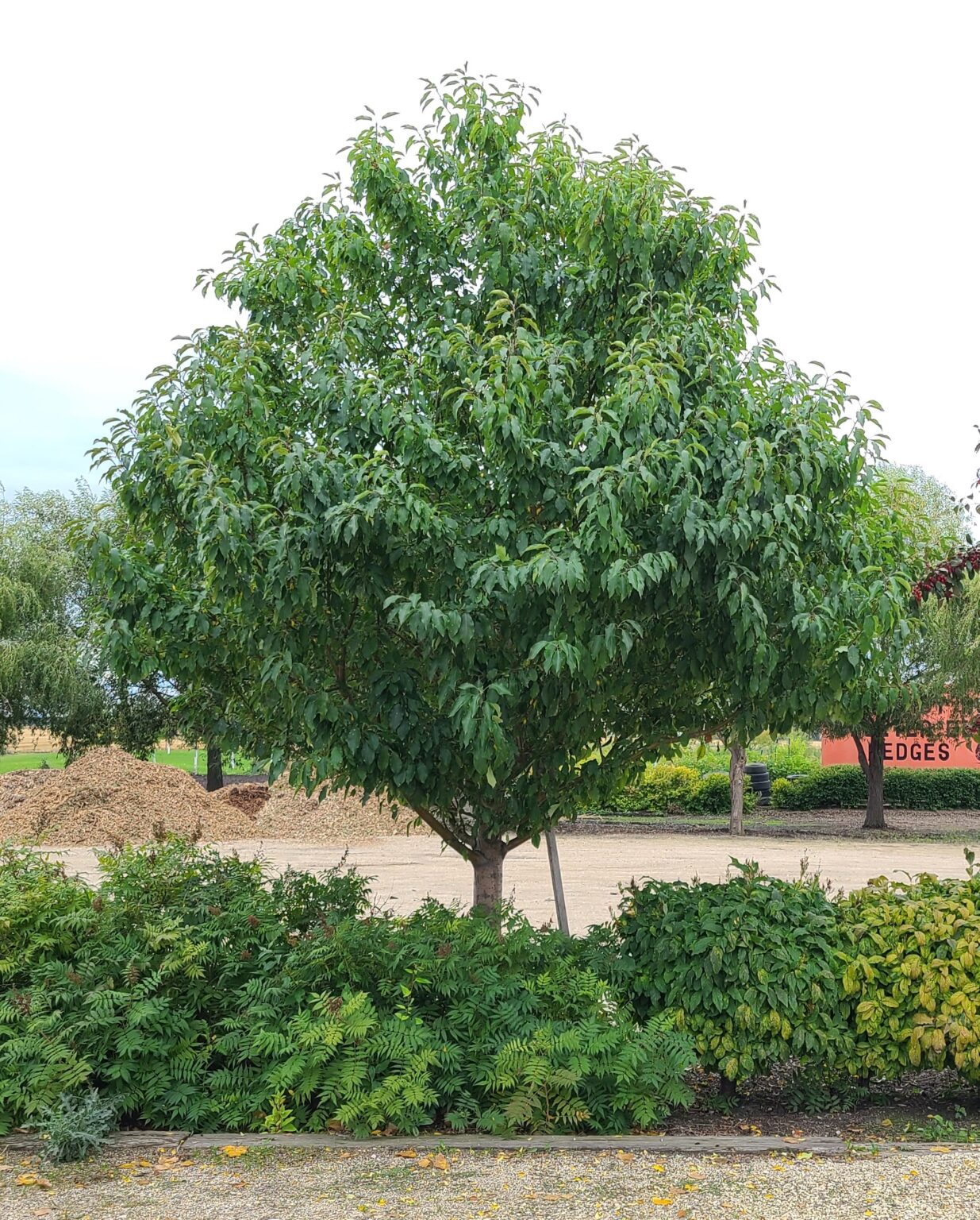 Flowering Crabapple Spring Snow Falk Nurseries