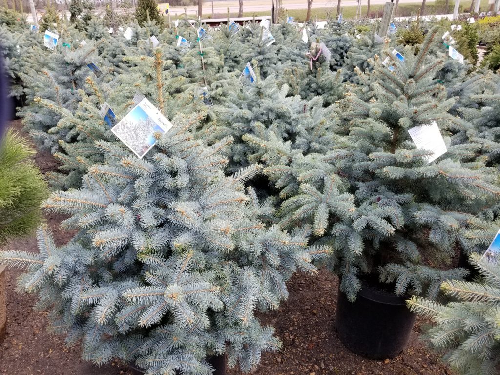 Spruce, Baby Blue Falk Nurseries
