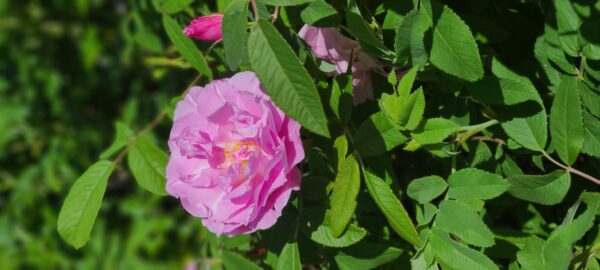 Therese Bugnet Rose (5)