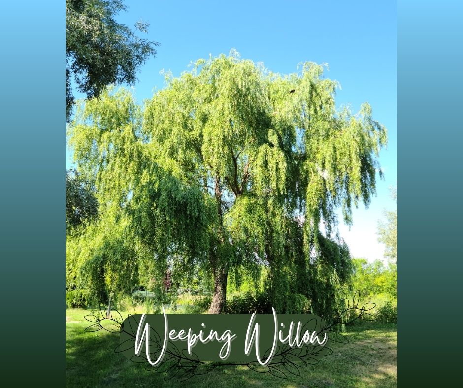 Weeping Willow Blog Photo