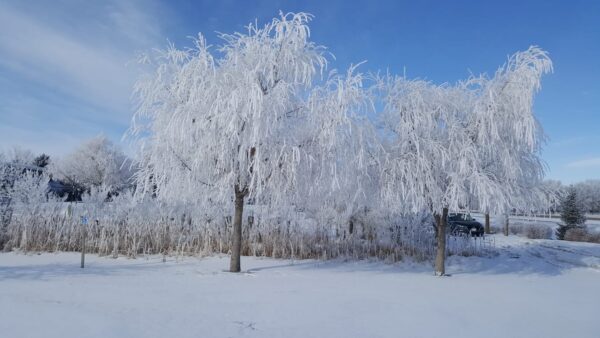 Weeping Willow (winter)