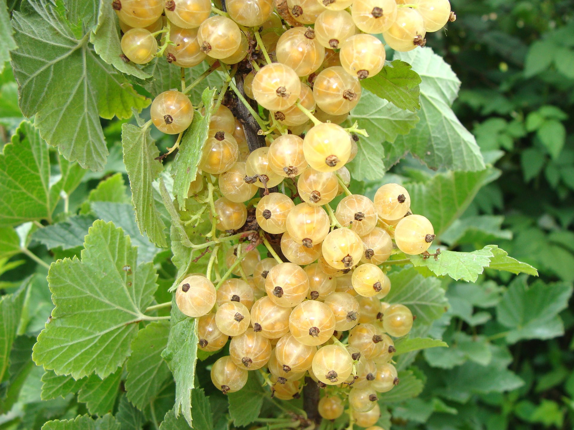 White Pearl Currant (fruit)