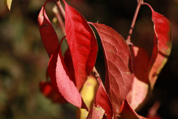 Winter Berry Burning Bush (fall Colour)