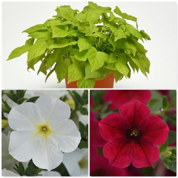 #01 Ipomoea Spotlight Lime Heart, Colorrush Red & Colorrush White