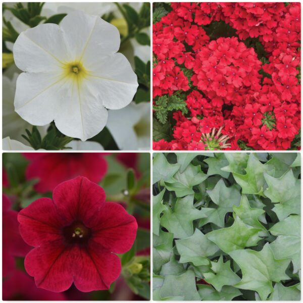 #02 Colorrush Red, White, Superbena Red & German Ivy