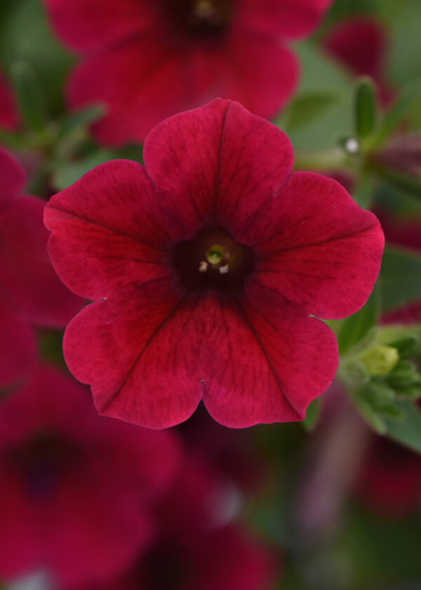 #06 Petunia Colorrush Red