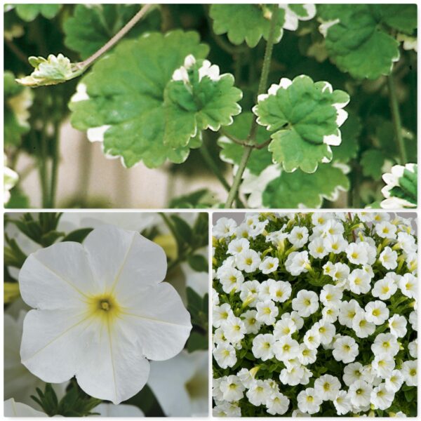 #19 Colorrush White, Littletunia White Grace & Glechoma