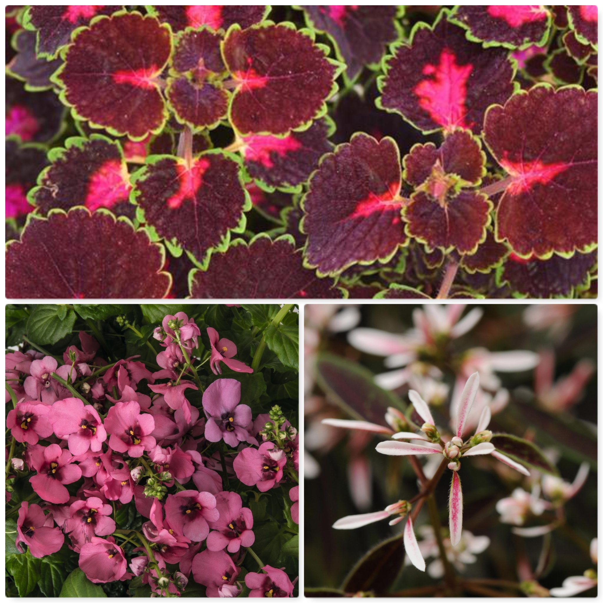 Mixed Basket Shade Falk Nurseries