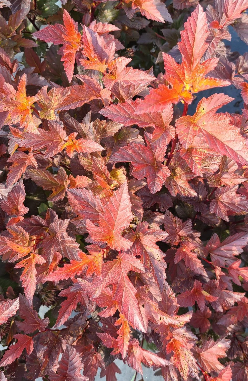 Ninebark, Ginger Wine Falk Nurseries