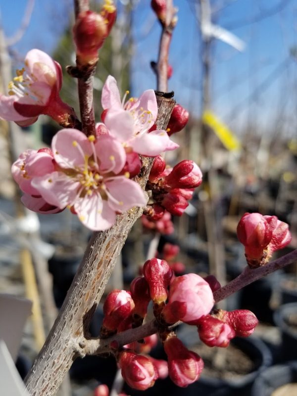 Apricot Westcot Bloom