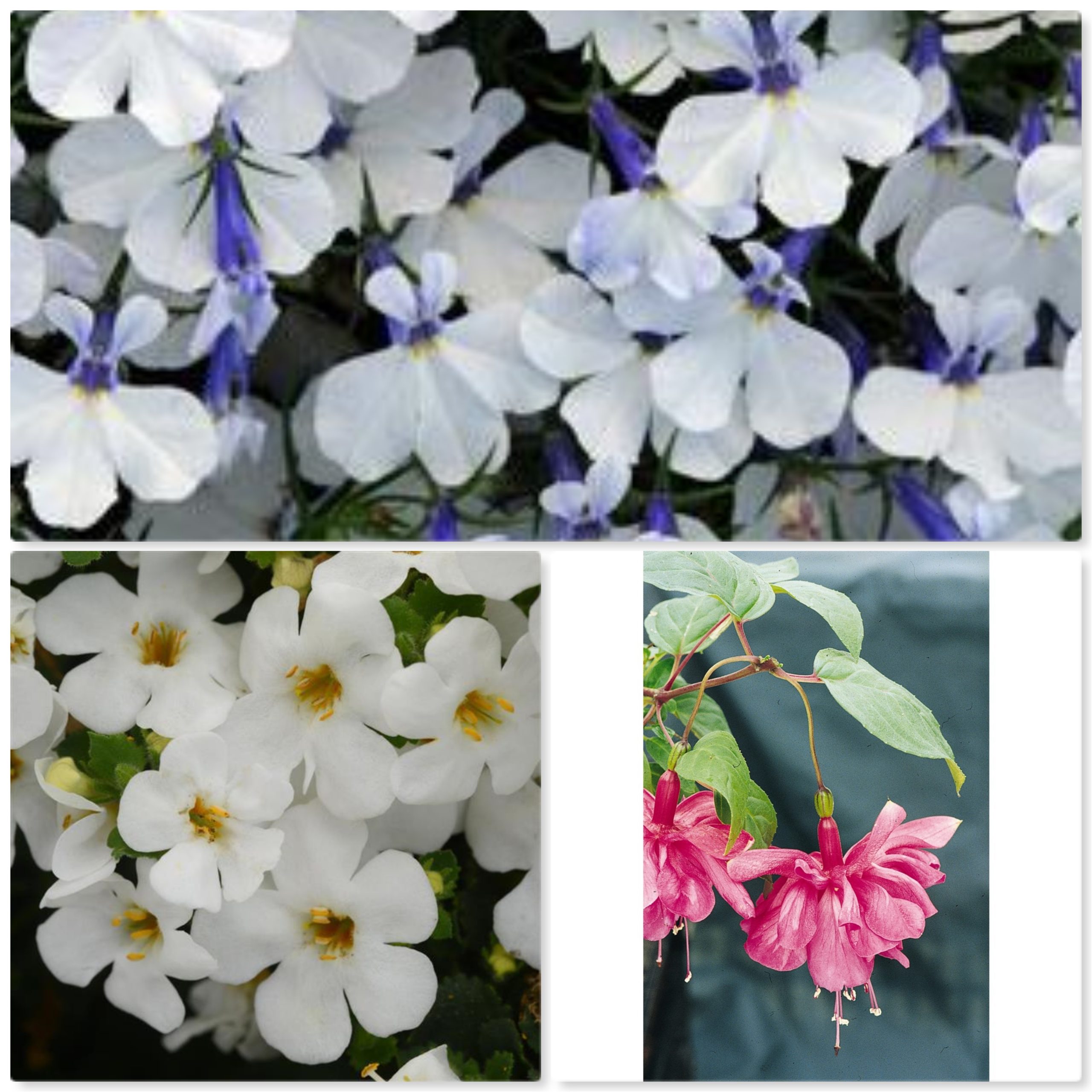 Bacopa Versa White, Fuchsia Dusky Rose & Lobelia Early Springs White