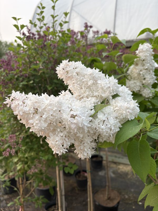 Beauty Of Moscow Lilac Bloom (1)