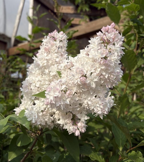 Beauty Of Moscow Lilac Bloom