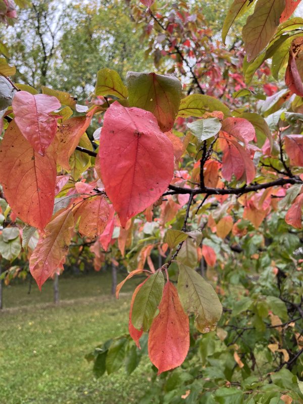 Brook Gold Plum (fall Colour)