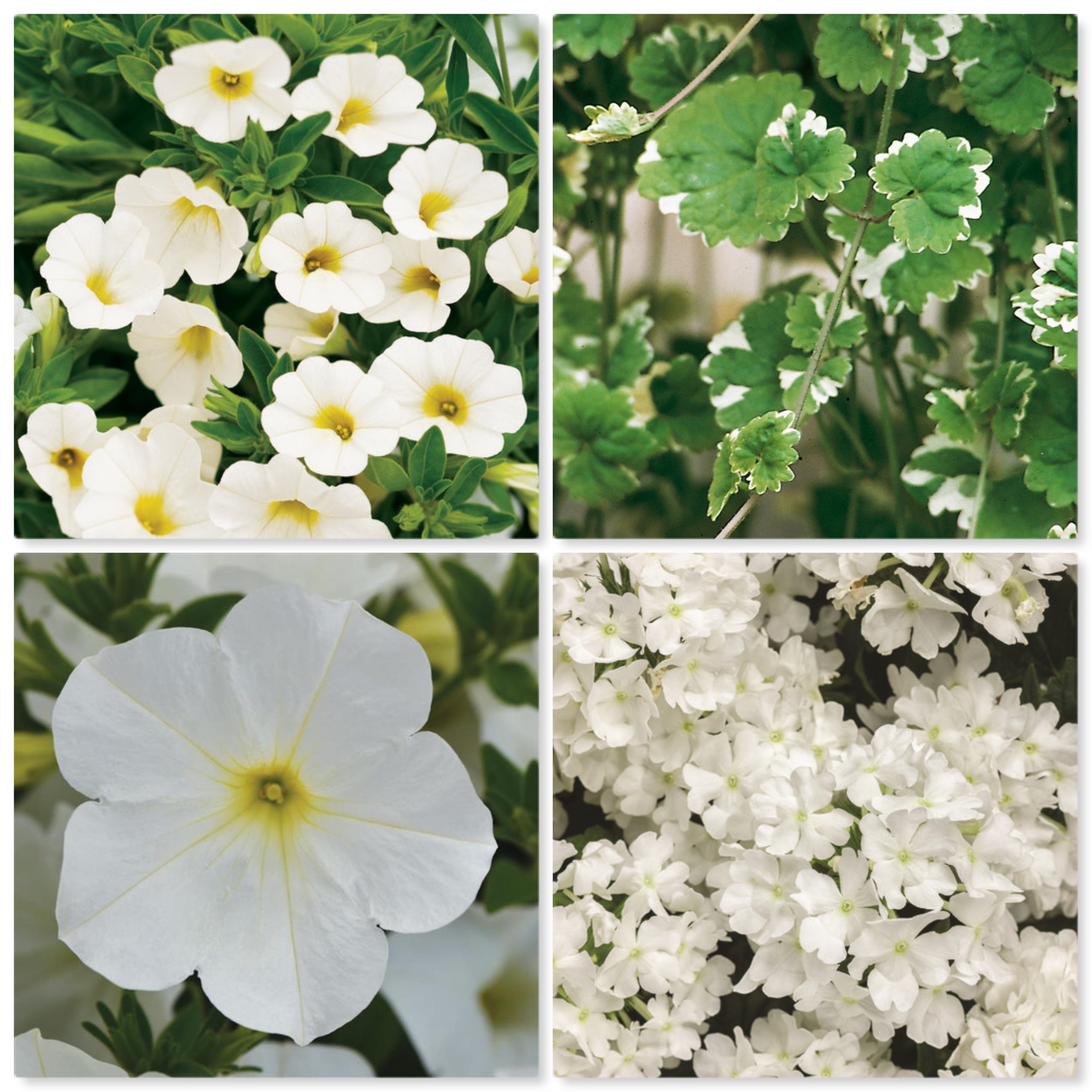 Calibrachoa Superbells White, Glechoma, Petunia Colorrush White & Superbena Whiteout