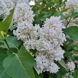 Double Flowering White Lilac (bloom)