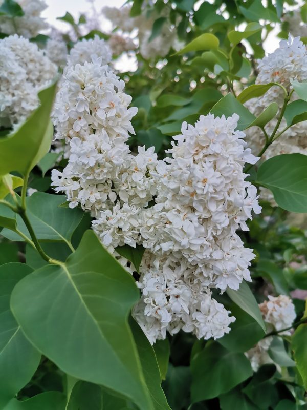 Double Flowering White Lilac (bloom)