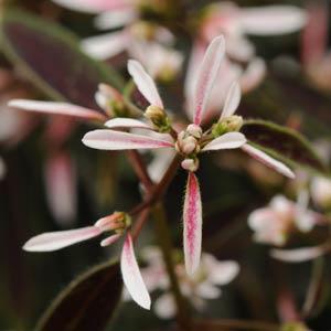 Euphorbia Breathless Blush