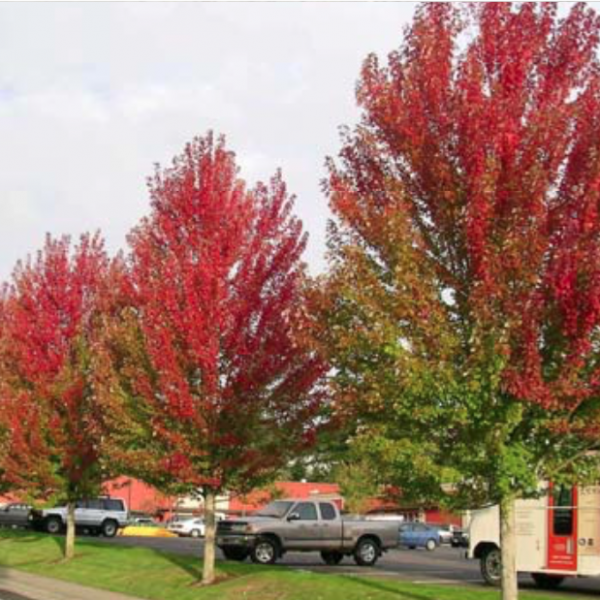 Maple Autumn Blaze Jeffries Nurseries