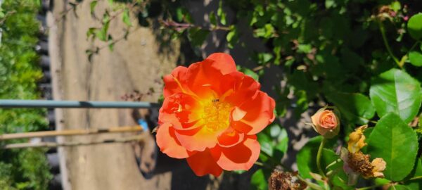 Marmalade Dream Rose (3)