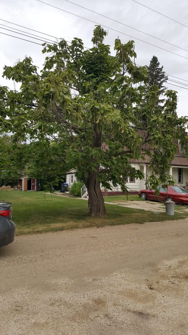 Northern Catalpa Miami