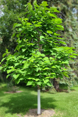 Northern Catalpa Edited