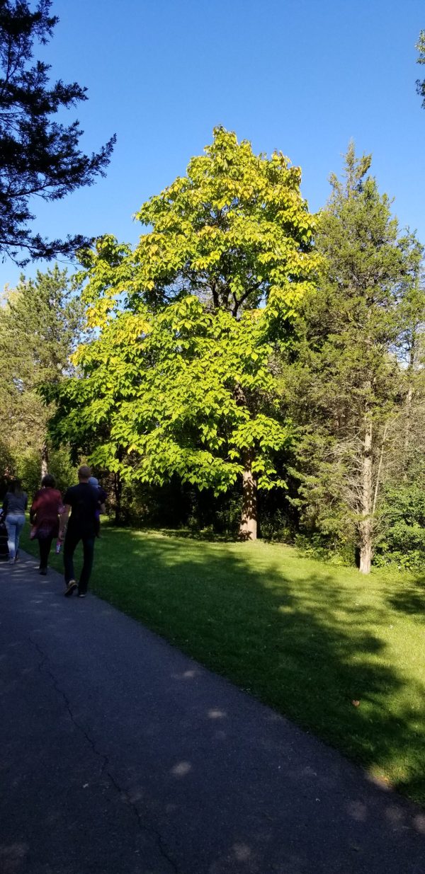 Northern Catalpa