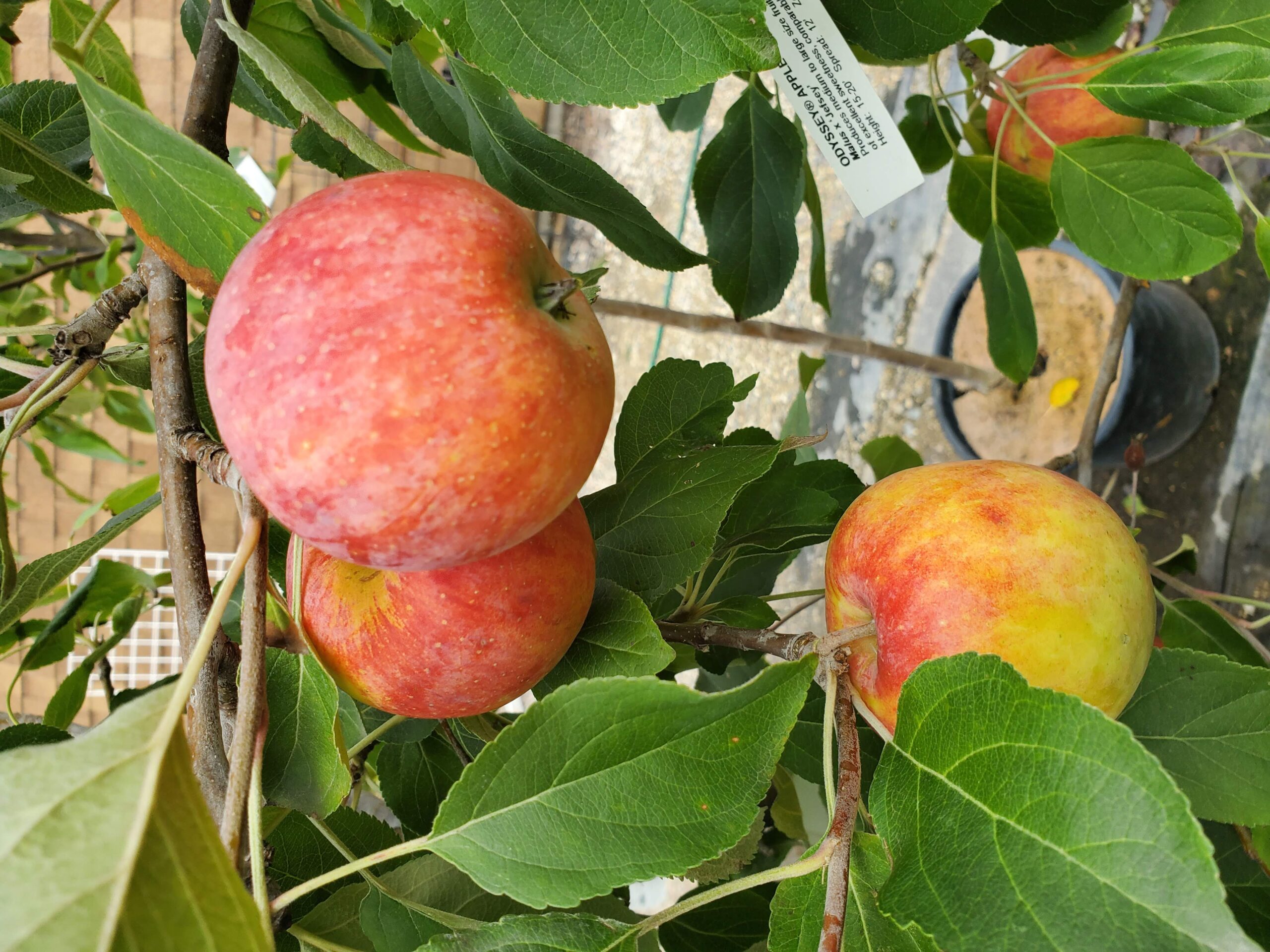 Odyssey Apple (fruit) (1)