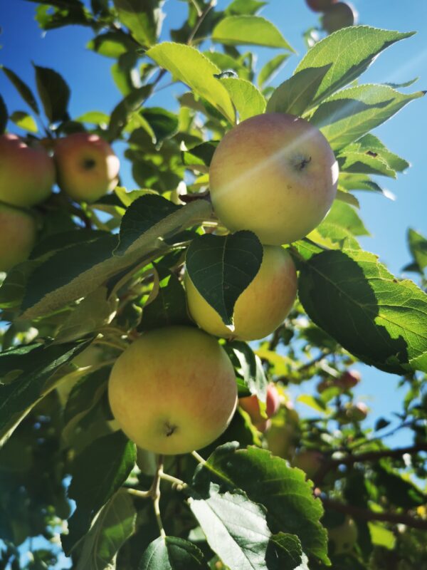 Odyssey Apple (fruit) (3)