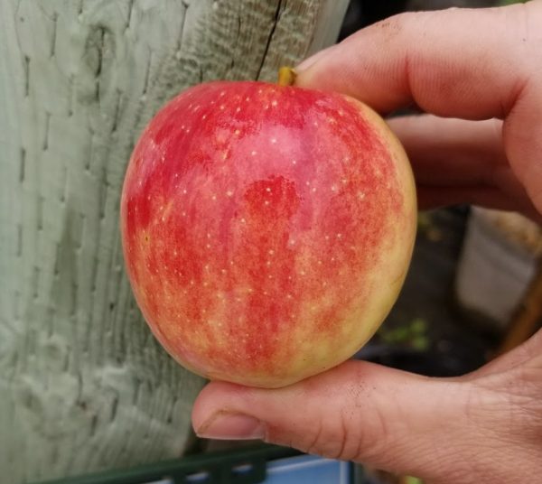 Odyssey Apple Fruit