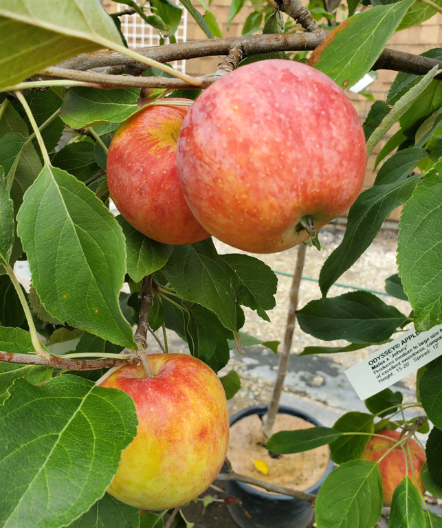 Odyssey Apple Edited