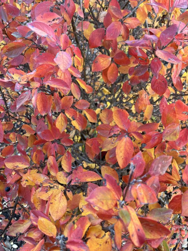 Peking Cotoneaster Fall Colour 1