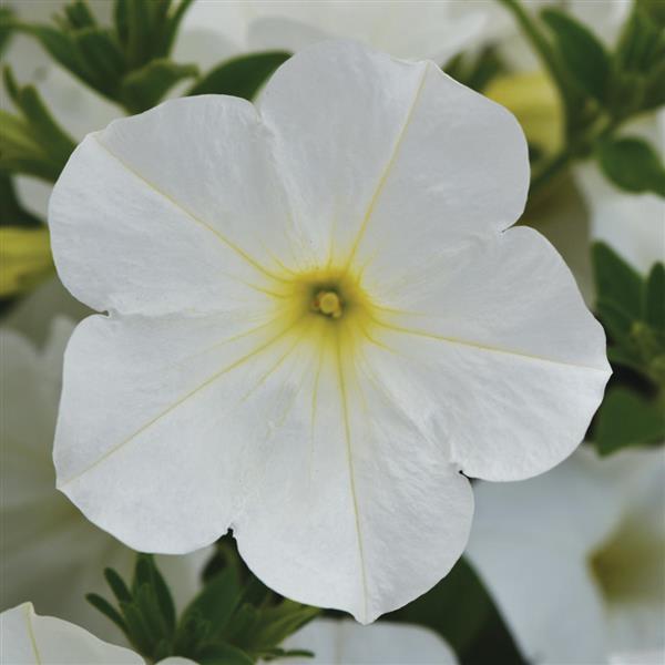 Petunia Colorrush White 2