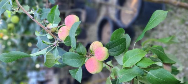 Prairie Magic Apple (fruit) (1)