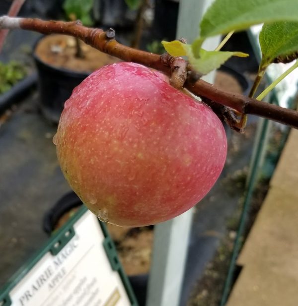 Prairie Magic Apple Fruit