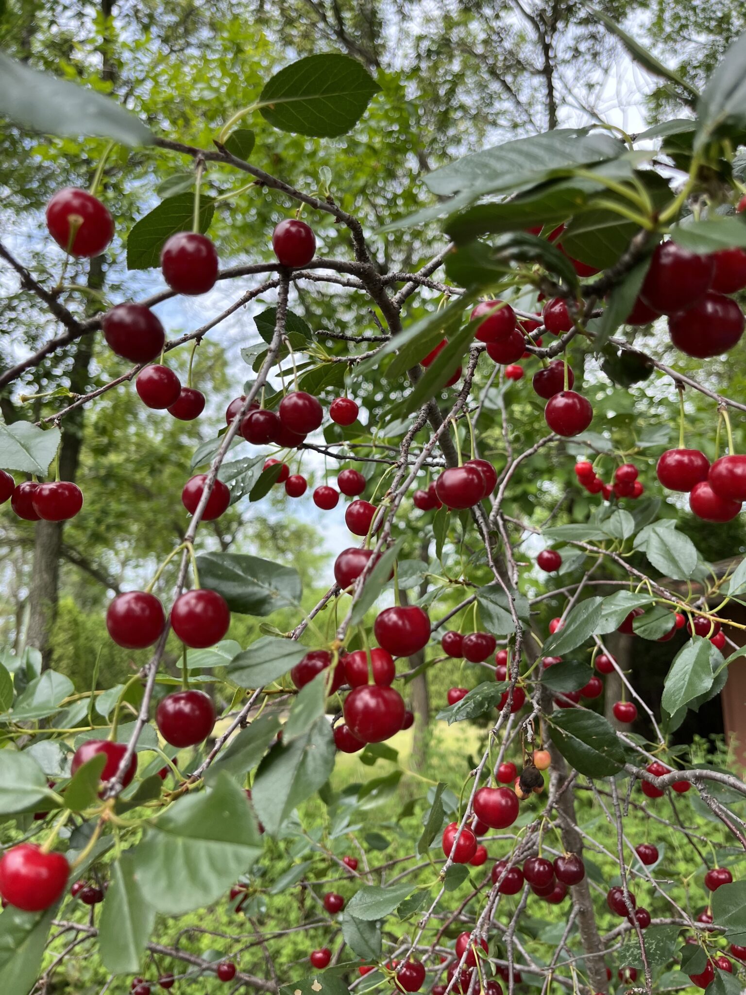 cherry-romeo-treeform-falk-nurseries