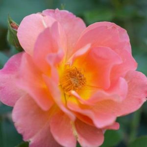 Rose Marmalade Dream