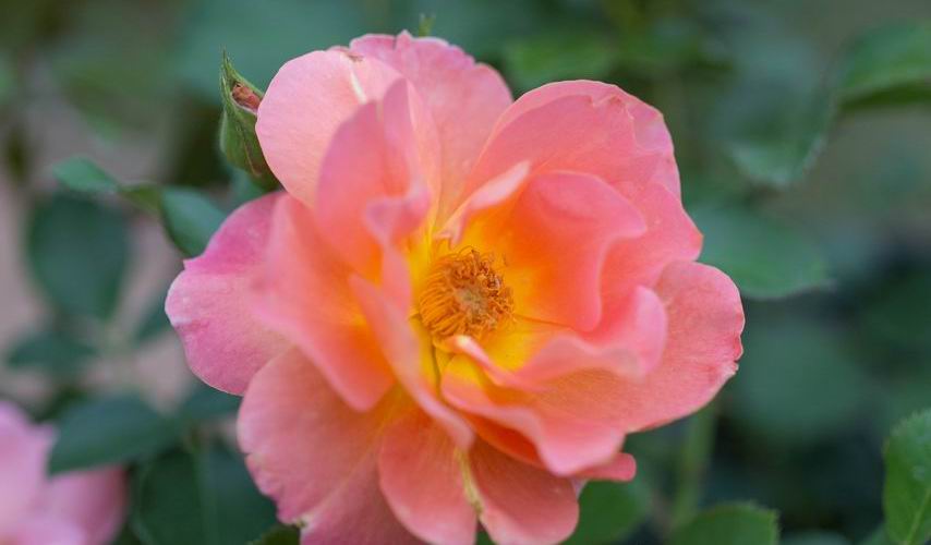 Rose, Marmalade Dream - Falk Nurseries
