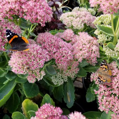 Sedum With Butterfly
