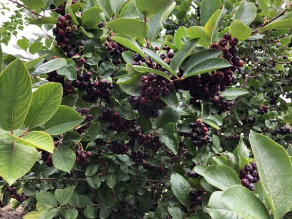 Viking Chokeberry (fruit) Jeffries