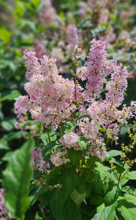 Villosa Lilac Edited