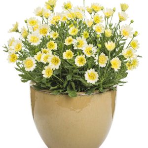 Osteospermum Bright Lights Double Moonglow Container