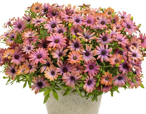Osteospermum Bright Lights Horizon Sunset Container Copy Cropped