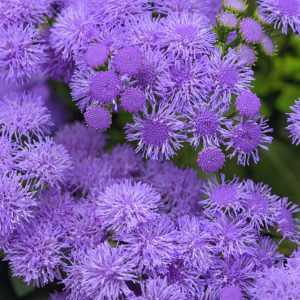 Ageratum Monarch Magic Bloom Bloom