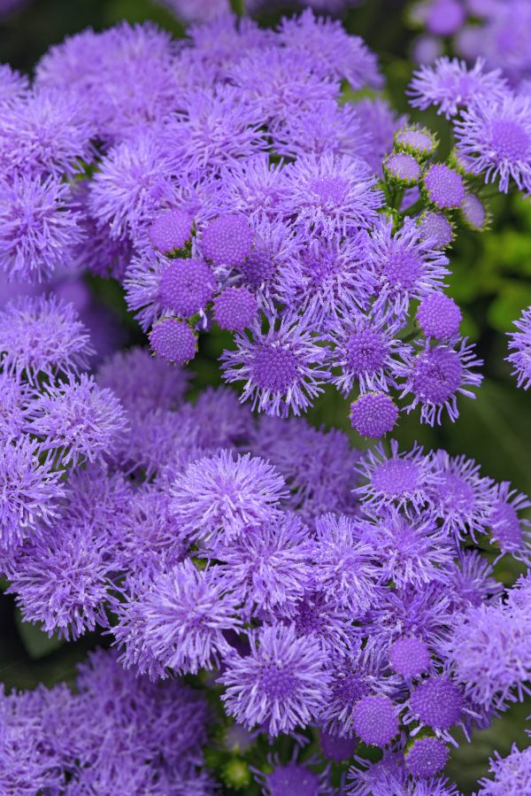 Ageratum Monarch Magic Bloom Bloom