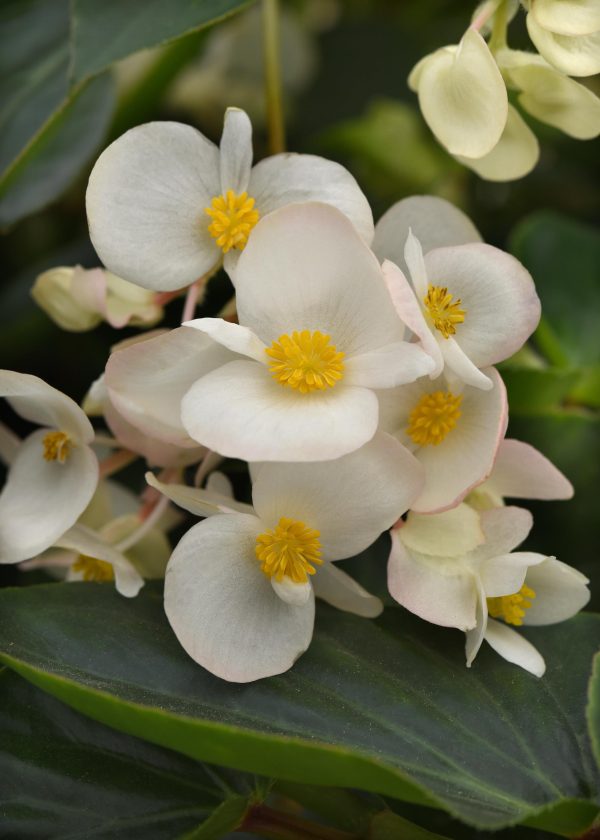 Begonia Dragon Wing White Bloom Bloom